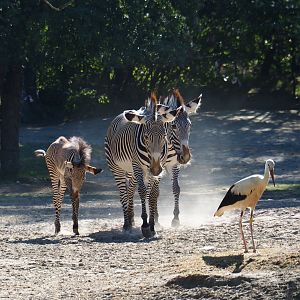 Grévy's zebras (Equus grevyi) and European white stork (Ciconia ciconia), 2019-07-23