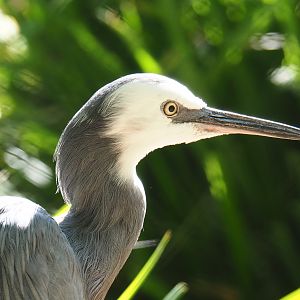 White-faced Heron (Egretta novaehollandiae), 2019-07-23