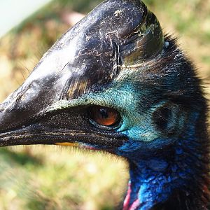 Subadult Double-wattled cassowary (Casuarius casuarius), 2019-07-23