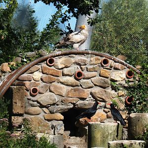 Red-billed choughs (Pyrrhocorax pyrrhocorax) and Egyptian vulture (Neophron percnopterus), 2019-07-23