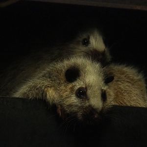 Northern Luzon giant cloud rat (Phloeomys pallidus), 2019-07-23