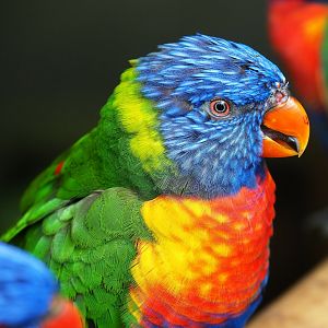 Rainbow lorikeet (Trichoglossus moluccanus), 2019-07-23