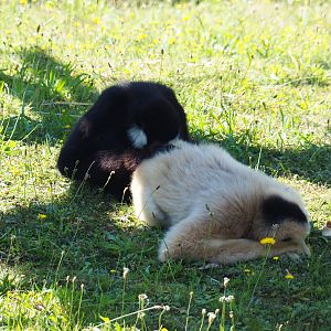 Northern White-cheeked gibbon pair (Nomascus leucogenys), 2019-07-23