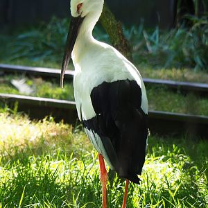 Oriental white stork (Ciconia boyciana), 2019-07-23