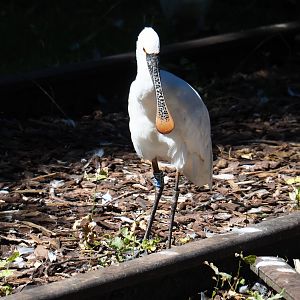 Eurasian spoonbill (Platalea leucorodia), 2019-07-23