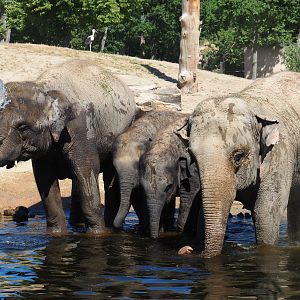 Asian elephants (Elephas maximus) at poolside, 2019-07-23