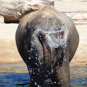 Asian elephant (Elephas maximus) spraying water on herself, 2019-07-23