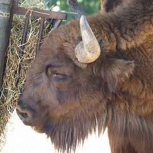Wisent (Bison bonasus), 2019-07-23