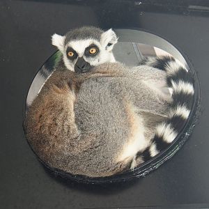 Ring-tailed lemur (Lemur catta), 2019-07-23