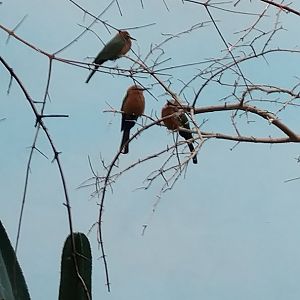 Bronx Zoo Bird House