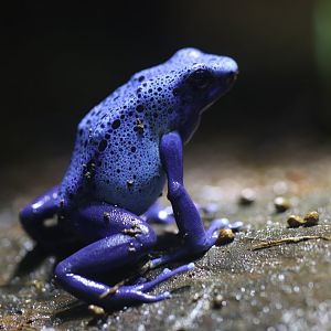 Dendrobates Azureus