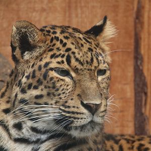 Chinese leopard