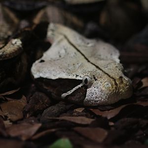 Gaboon viper