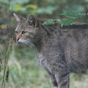 European wildcat