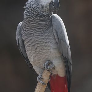 Grey parrot
