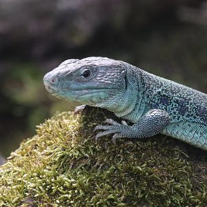 Ocellated lizard