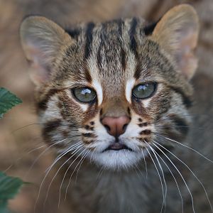 Leopard cat cub