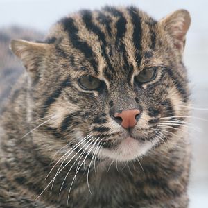 Fishing cat