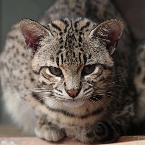 Geoffroy's cat