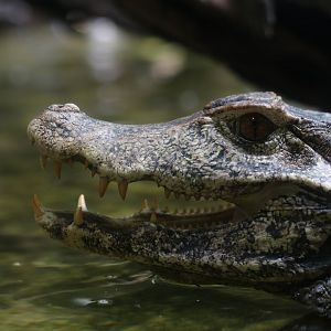 Cuvier's dwarf caiman