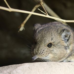 Short-eared Elephant Shrew