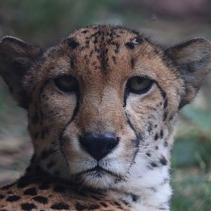 Northeast African cheetah