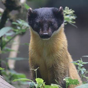 Yellow-throated marten