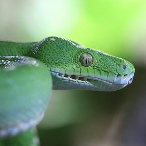Green tree python