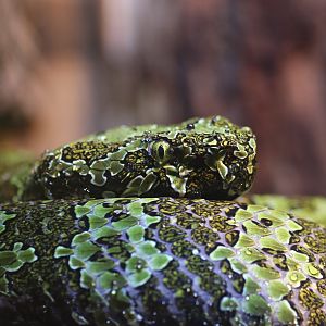 Eyelash viper