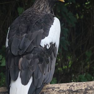 Steller's sea eagle