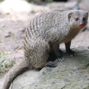 Banded mongoose