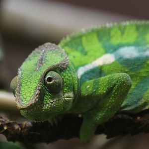 Panther chameleon