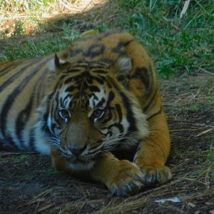 Sumatran Tiger