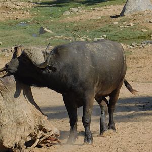 Cape Buffalo