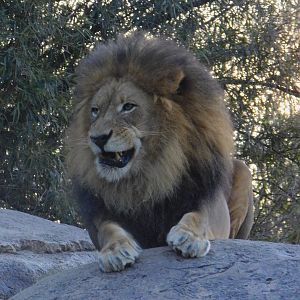 African Lion