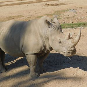 Southern White Rhinoceros