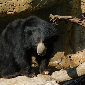 Sloth Bear