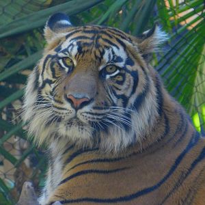 Sumatran Tiger