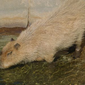 Capybara