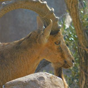 Nubian Ibex