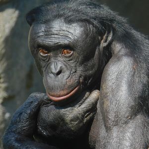 Bonobo