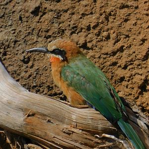 White Fronted Bee Eater