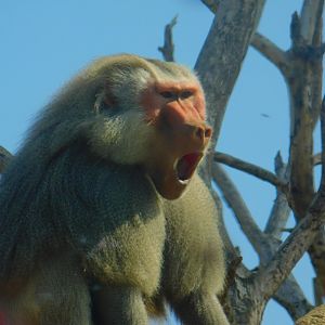 Hamadryas Baboon
