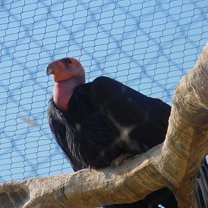 California Condor