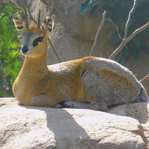 Klipspringer