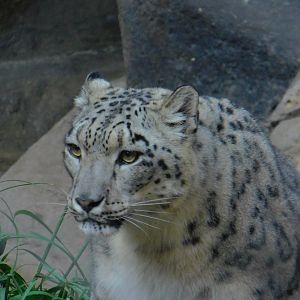 Snow Leopard