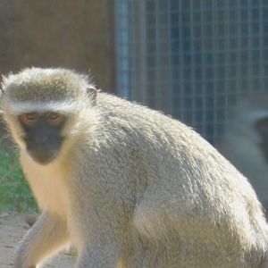 Vervet Monkey