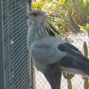 Secretary Bird