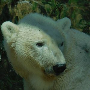 Polar Bear