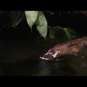 Platypus Video - YouTube